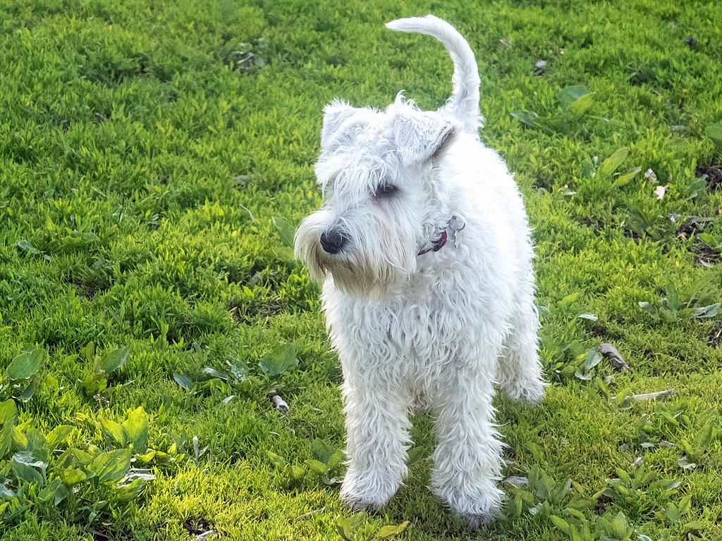 miniature_schnauzer_puppy_standing_from_front